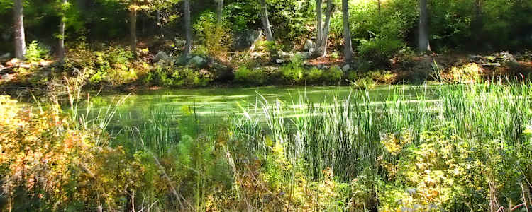 Best Camping In And Near Mount Nebo State Park