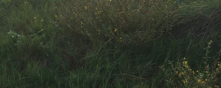 Best Camping In And Near Galveston Island State Park