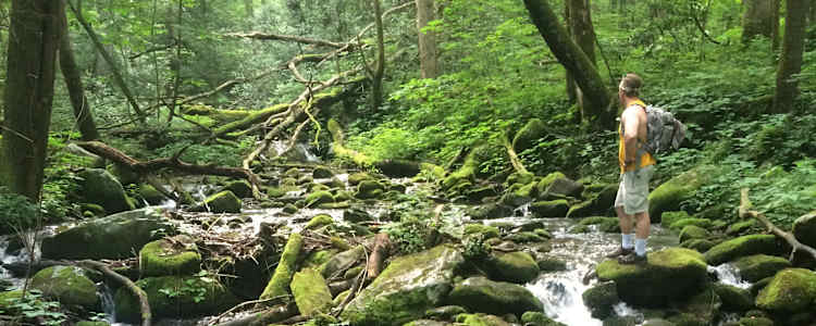 Best Camping In And Near Great Smoky Mountains National Park