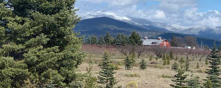 Jim S Tree Farm In Green Bluff Camping