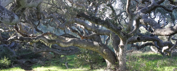 Los Osos Oaks State Reserve Weather