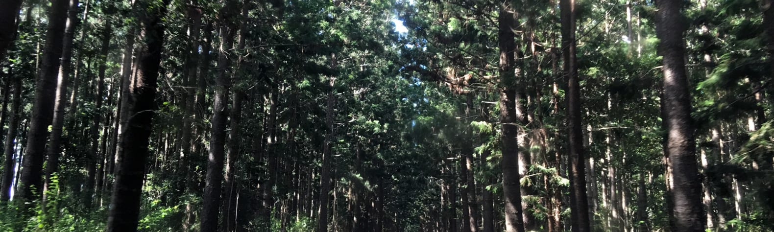 Behind The Pines Kalpowar