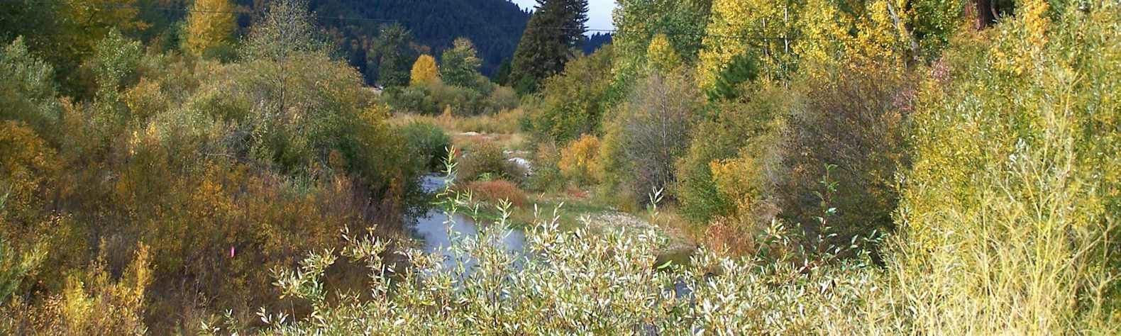 Plumas National Forest