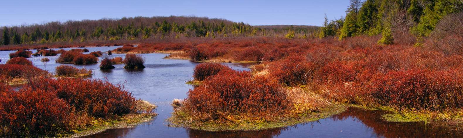 Black Moshannon State Park