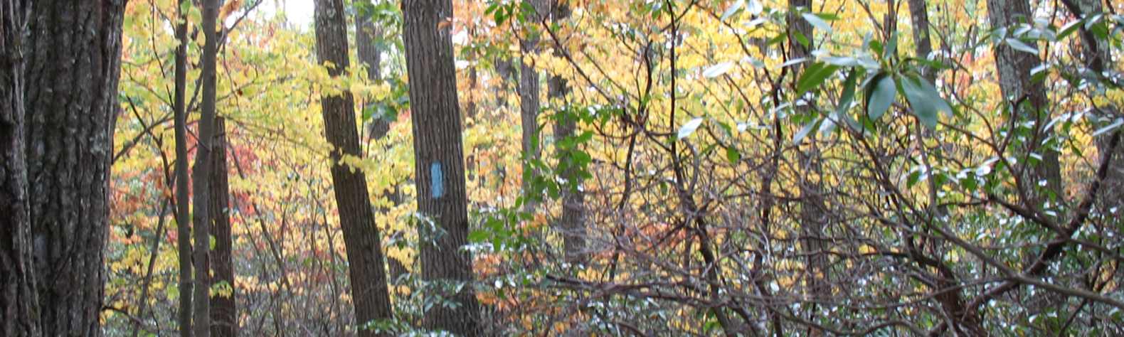 Tunxis State Forest