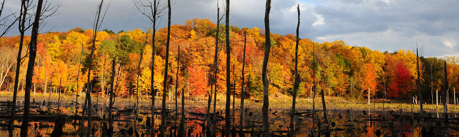 Calvert Cliffs State Park