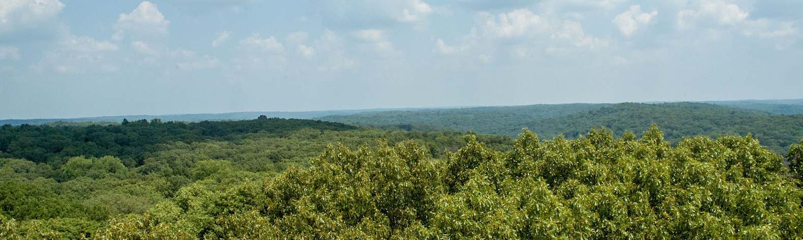 Martin State Forest