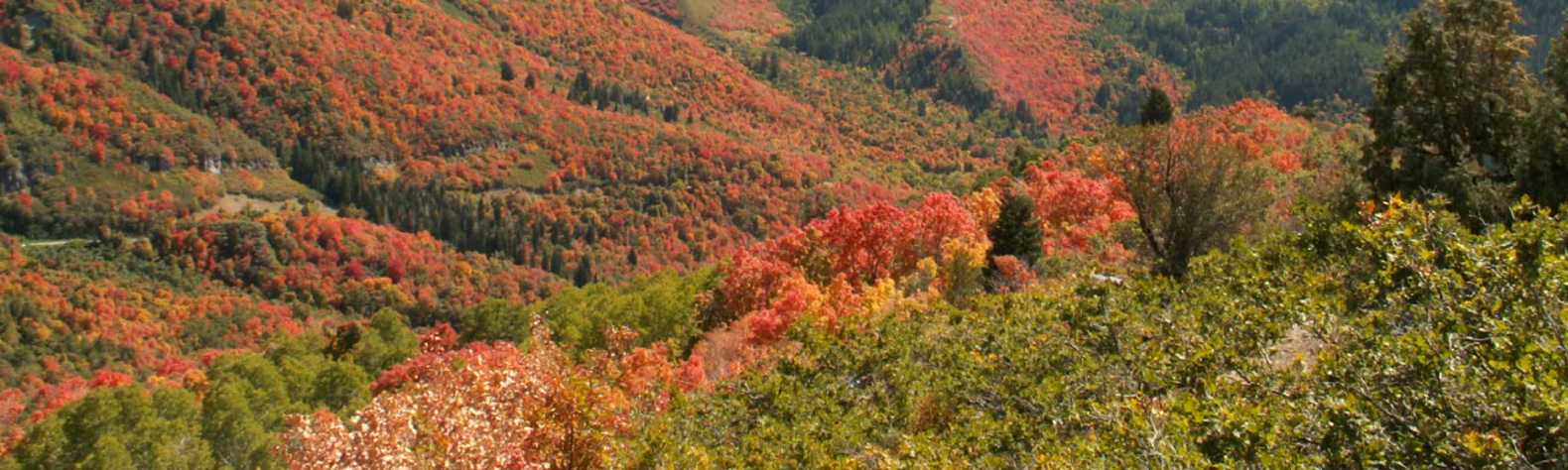 Wasatch Mountain State Park