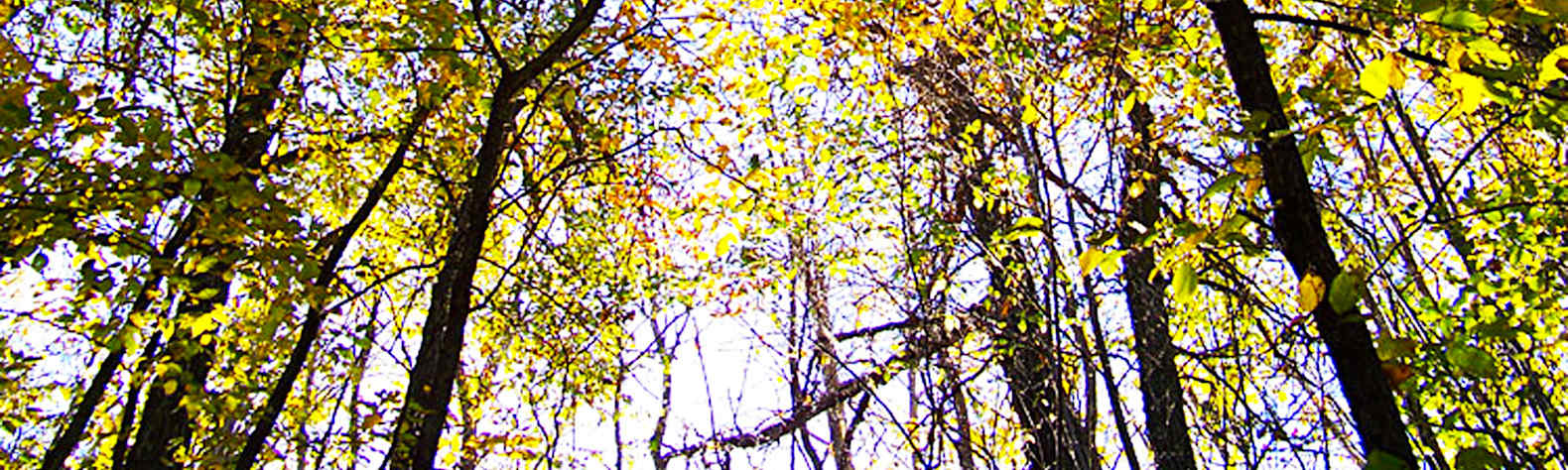 Burke Lake Recreation Area