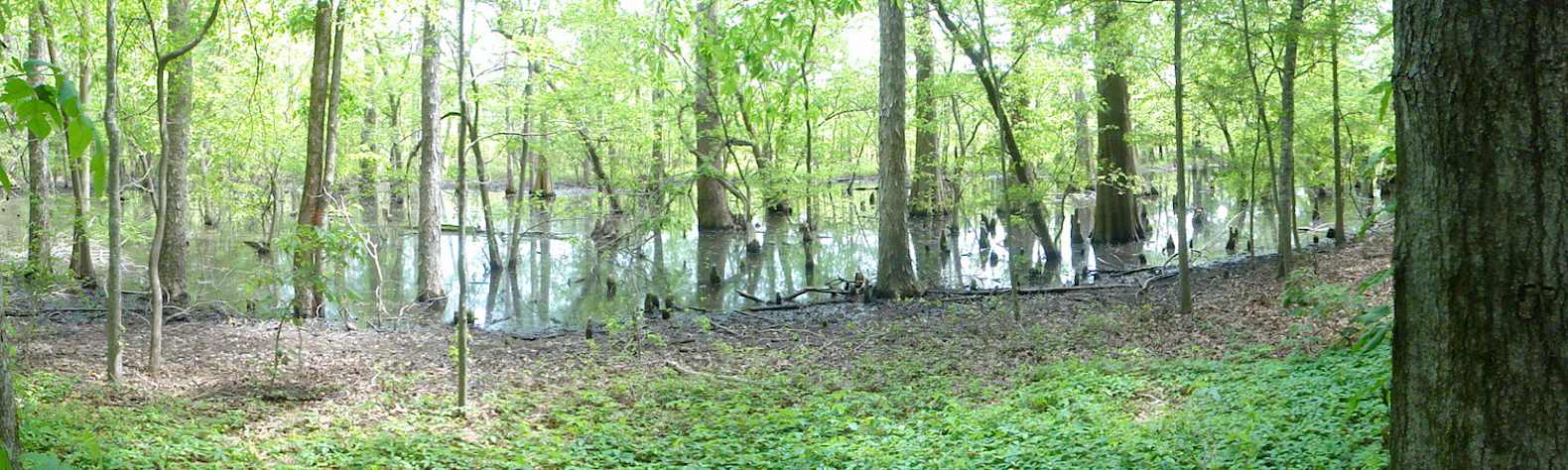 Palmetto Island State Park
