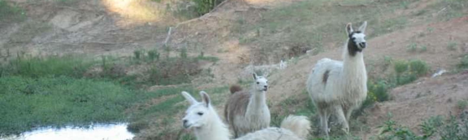 Llama Land Ranch