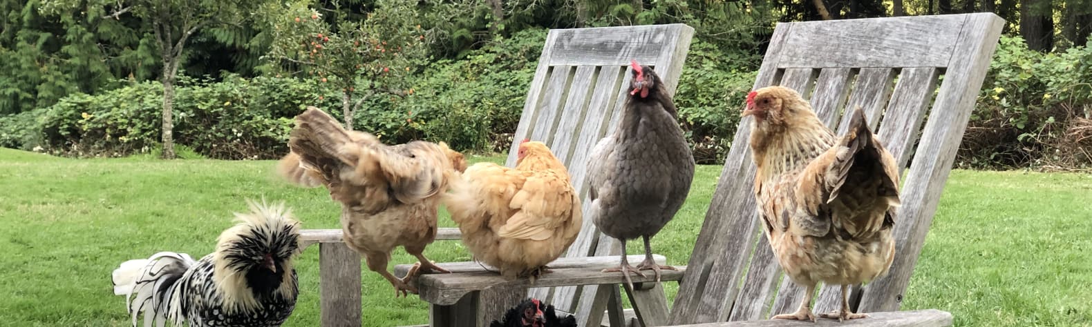 Evergreen Rooster Yard