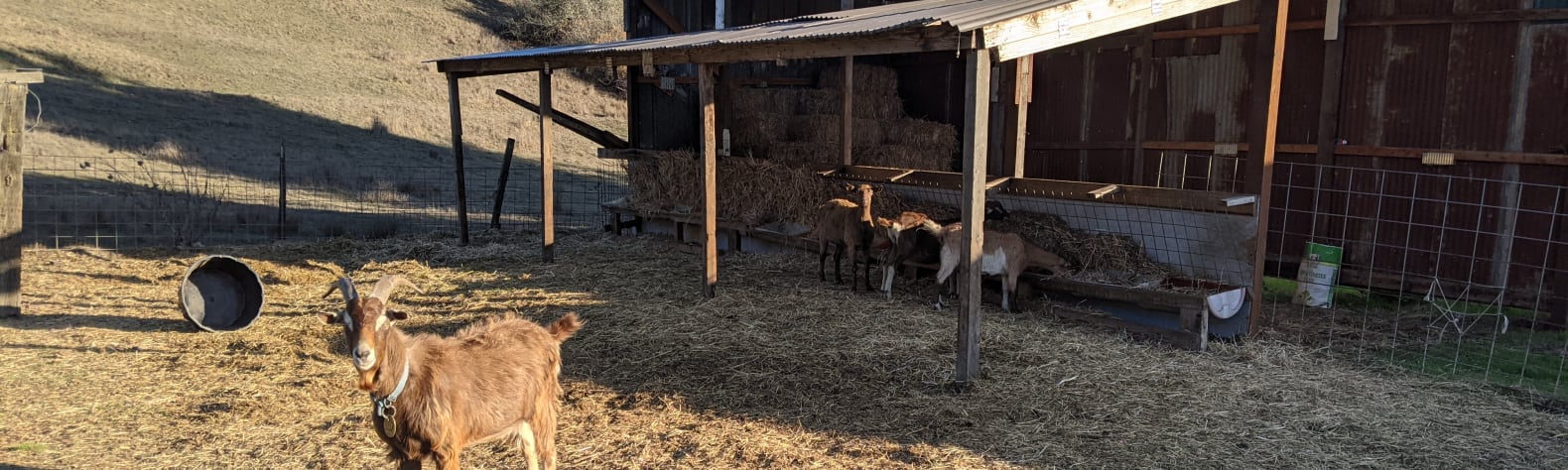 Goat farm for a small RV
