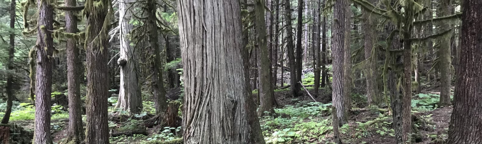 Old Growth Forest in Terrace, BC
