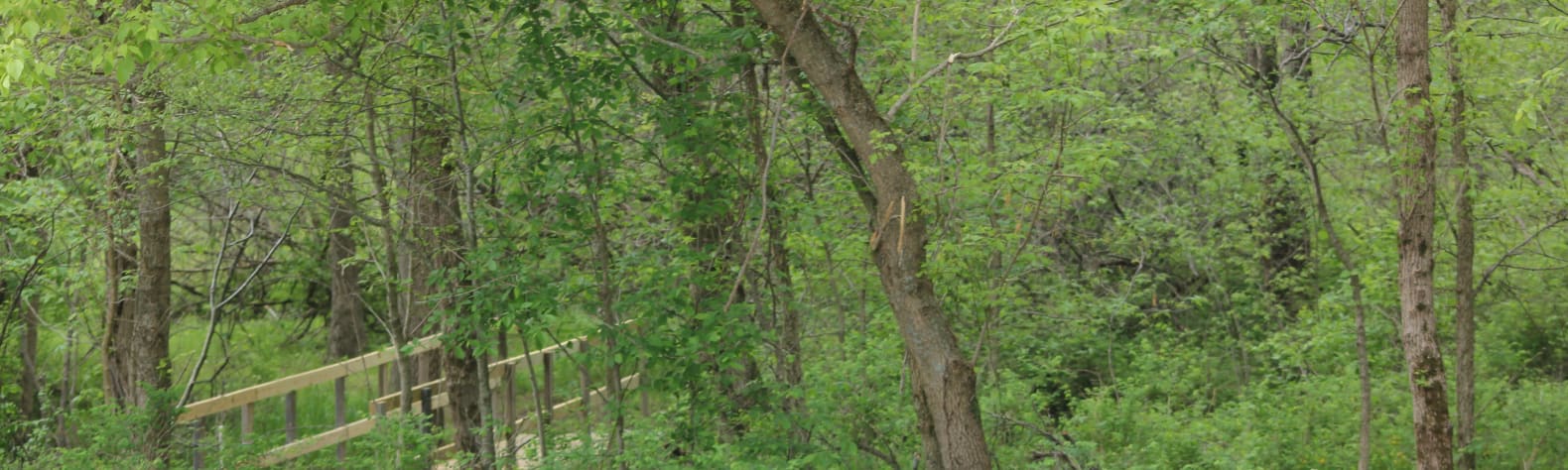 Fangthorn Forest