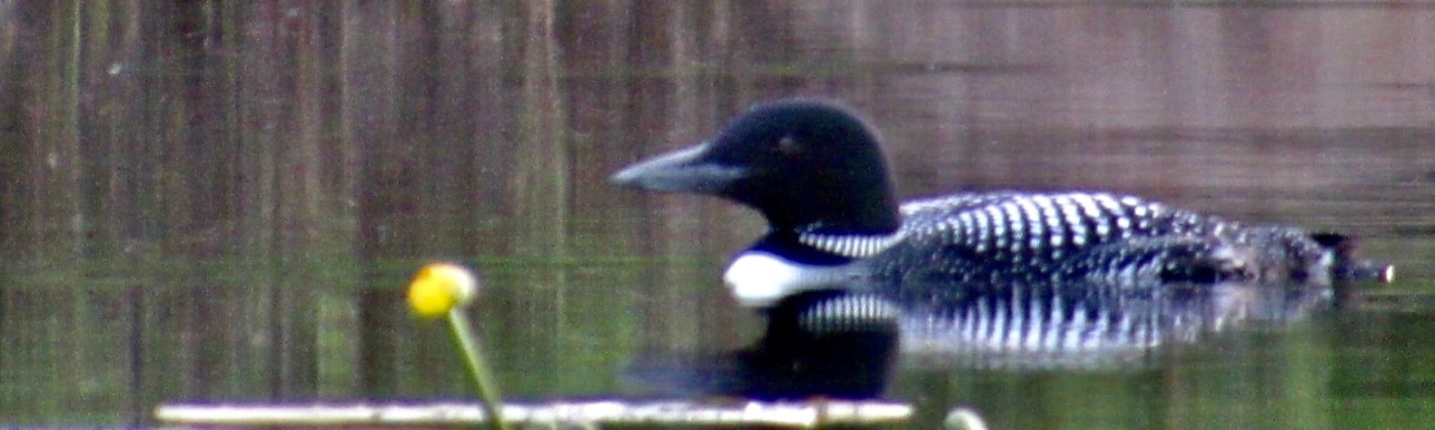 The Lonely Loon