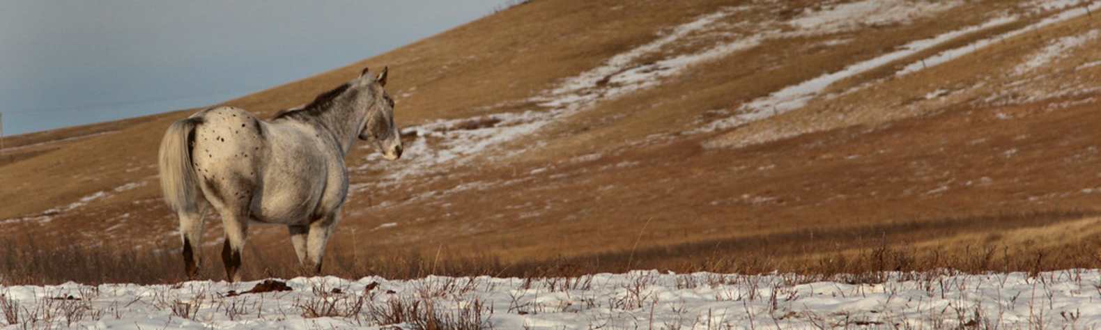 Glenbow Ranch Provincial Park