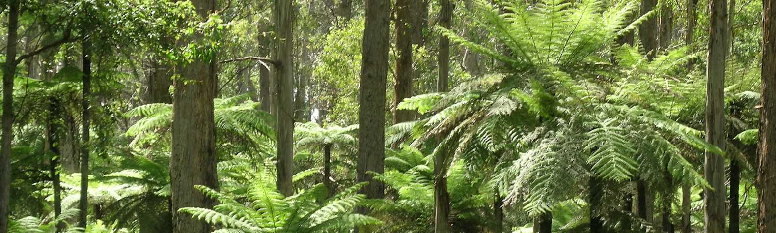 Werrikimbe National Park