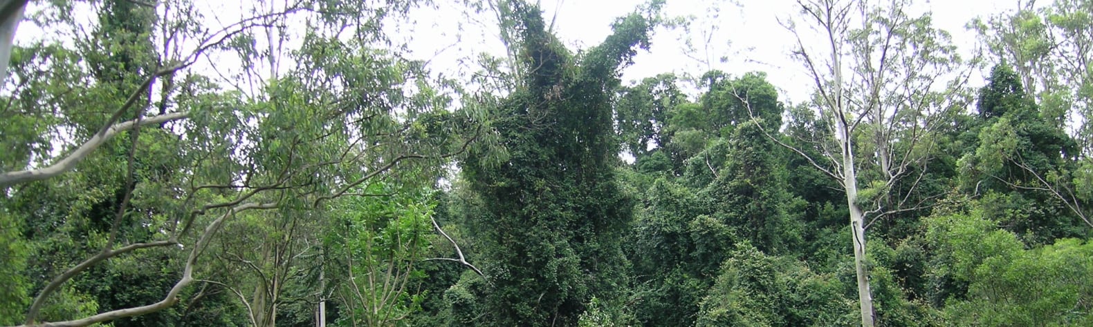 Cottan-Bimbang State Conservation Area