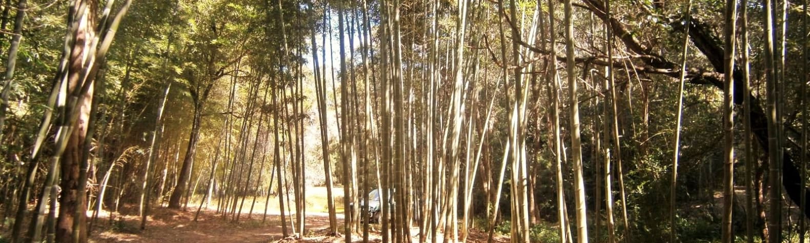 Bamboo Australia