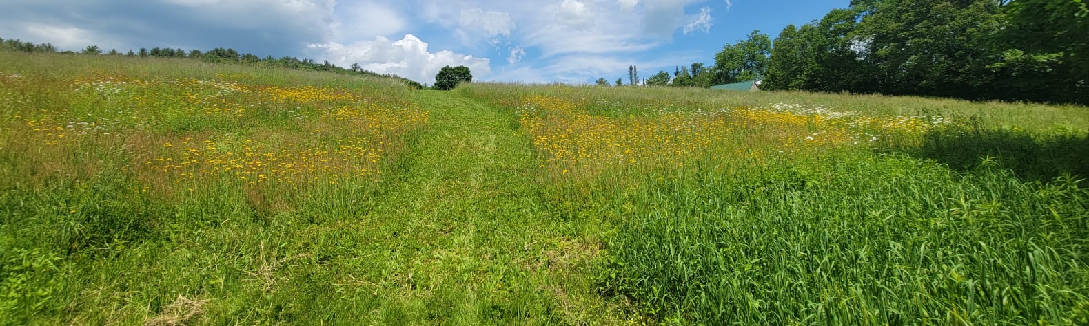 Mixyles Meadow