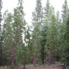Redwood Road Camp Site
