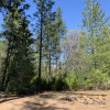 Rockingbird Meadow - Camp 11