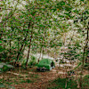 Site 2 - Tent camping by a gurgling brook