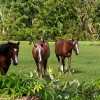 North Florida Equestrian Short Stay