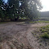 Grand Sycamore (Site #5)