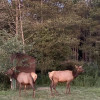Elk Country Campsite