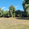 In the Olive trees RV/Van spot