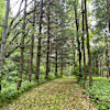 Site 1 Pine Trees