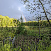 Bonnetts Boreal Forrest