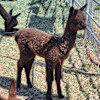 Plum Creek Alpacas