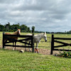 Pasture view