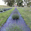 The Lavender Barnyard