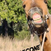 YellowScone Bunkhouse Horse Ride