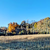 Wood's Edge Field