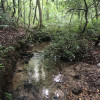 Creekside Tentsite Near Forest