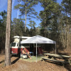 Open Camping Under the Pine Trees