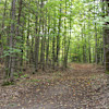 Rough camping in forest