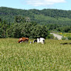 Slate River Dairy Camping