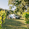 Hilltop Vineyard 