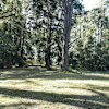 Woodland Ridgetop Site 1