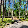 Stoney Lake Pinery Campsite #2