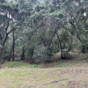 Oak Serenity Camp Spot