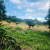Kunia River Farm