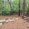 Forest Play
