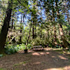 Mystic Forest Tent Site #6
